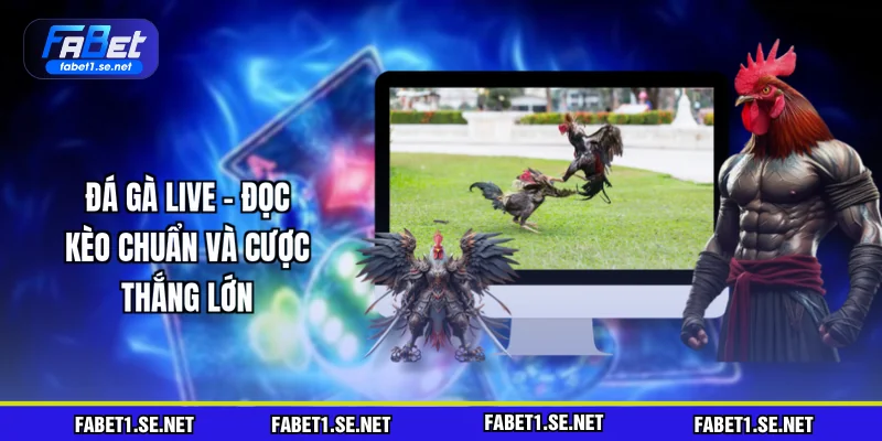 da-ga-live-doc-keo-chuan-va-cuoc-thang-lon